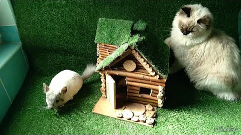 Video 11848601: cat cutecat pets funnycats, cat funnycats animals cutecat, cat pets cutecat funny