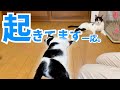 【ねこ動画】ちゃんと起きてます。その証拠がこちら。
