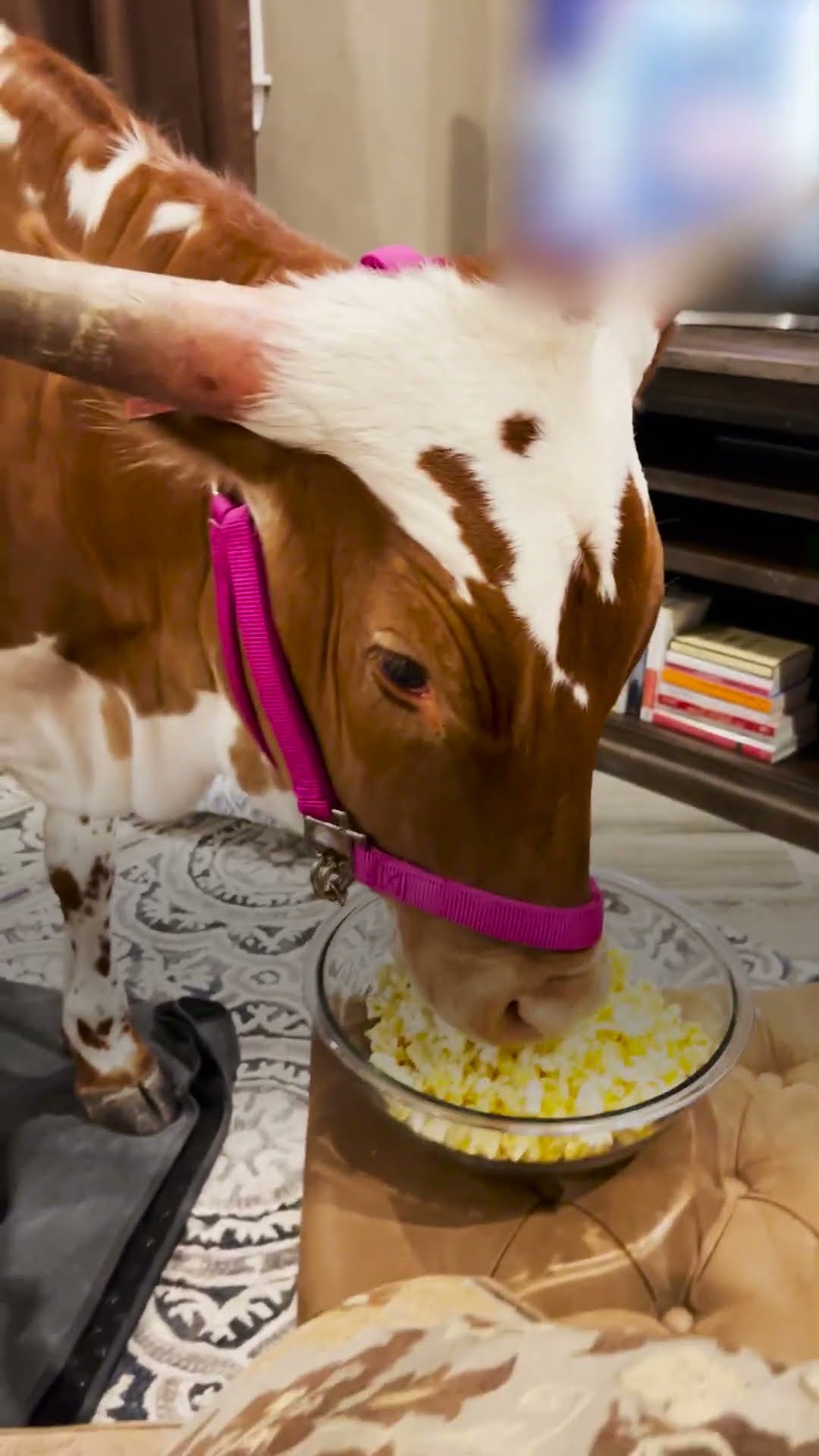 700-pound Cow Still Thinks She's Her Mom's Baby | The Dodo