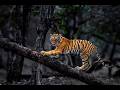 Tigers, Birds and Monkeys in the Jungle of Existence (5.13, pt 2)