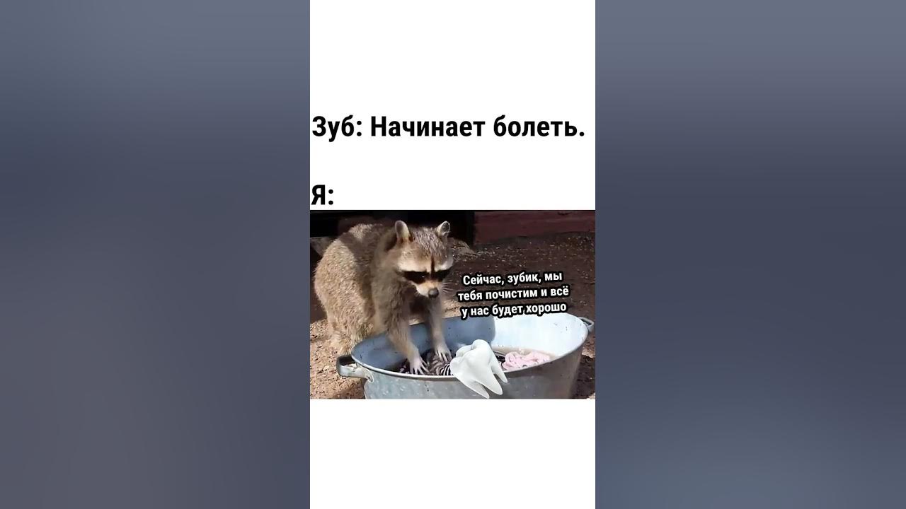 Ананас тоже уходит мем с котами АНАНАС УХОДИТ))) Шорты Совы 5 #Shorts - YouTube