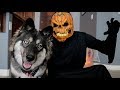 Husky Has A Halloween Nightmare!