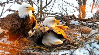 Decorah North Nest | Nestorations on a beautiful morning ~ 02-21-2020