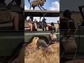 Hyena Pack ATTACKS Safari Jeep Tourists Scream For Their Lives In Terrifying Ambush Hyena Safari 