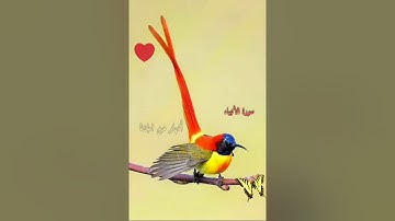 سورة الأنبياء القارئ إسلام صبحي ، وَٱقۡتَرَبَ ٱلۡوَعۡدُ ٱلۡحَقُّ