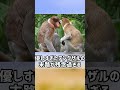 優しすぎたテングザル　【ぴえん過ぎる生き物紹介】