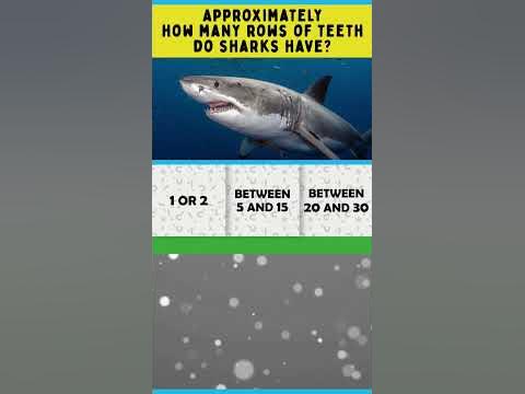 Approximately how many rows of teeth do sharks have? #shorts #trivia #