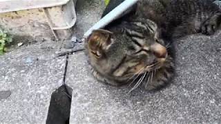 道端で寝ていた野良猫をナデナデしたら