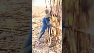 Farmers Cut Dry Bamboo With Sharp Tools #shorts #agriculture #farming