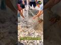 🤯Hardworking fishermen pulling in massive catch | Fresh silver fish filling up the nets on the boat