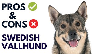 Swedish Vallhund Dog Pros and Cons | Swedish Vallhund Advantages and Disadvantages