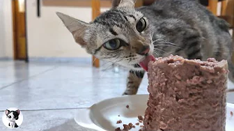 Heartwarming Moment! 1.9kg Skinny Mom Cat and Her Kittens Share Canned Food