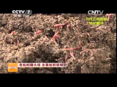 20141017 科技苑 养蚯蚓赚大钱 全靠蚯蚓能耐大