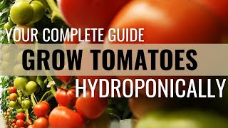 How to Easily Grow Tomatoes in Hydroponics screenshot 3