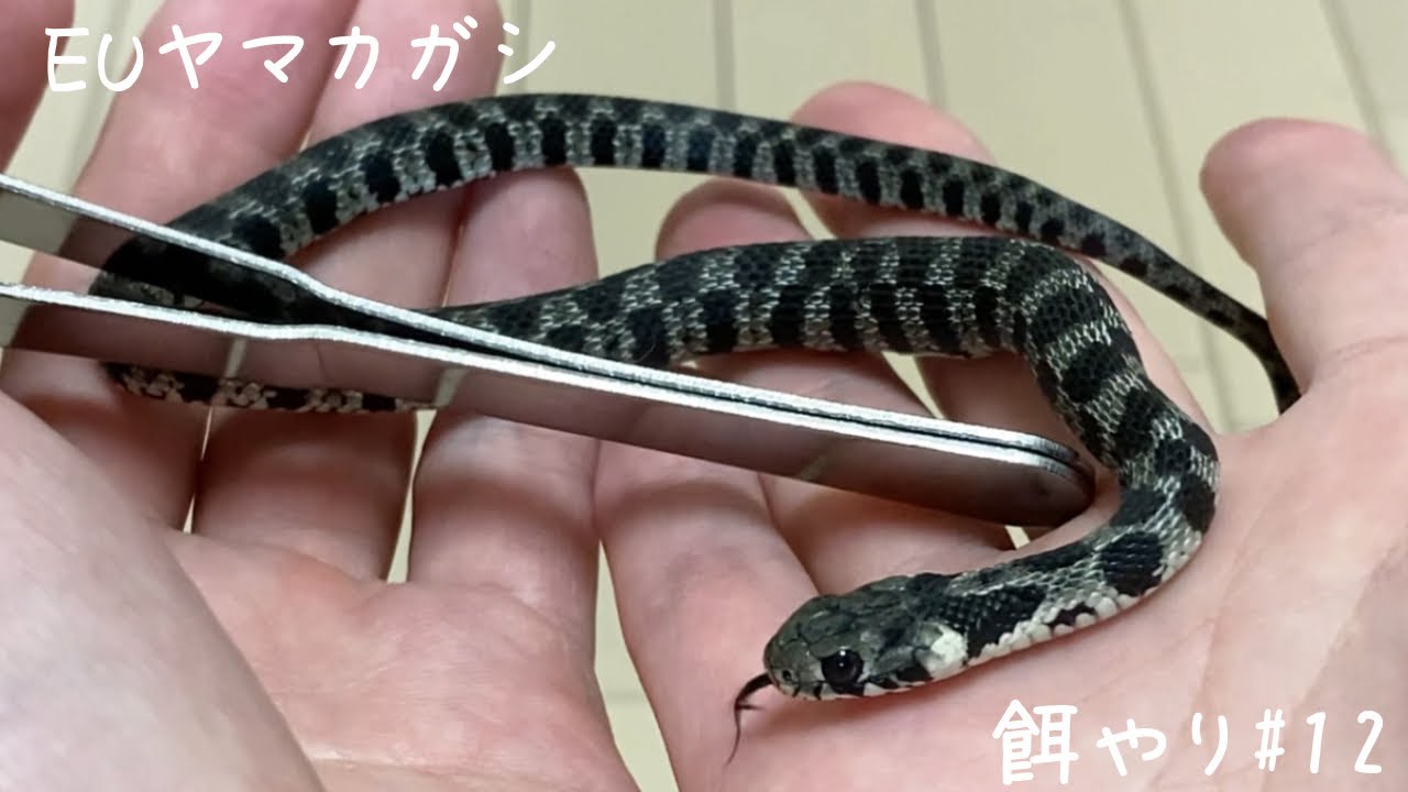 ロルカナ マーリン ウサギ ヤギ カニ マダムミム キツネ ヘビ 各4枚値下げ⭕️ 赤ちゃん蛇をハンドリング&餌やりした結果…#12【EUヤマカガシ
