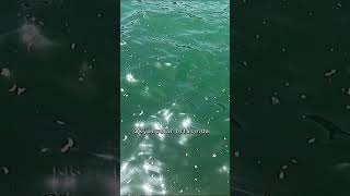 Güveneceğim Tek Atlasım