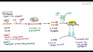 12-5 Glycolysis (Cambridge AS A Level Biology, 9700)