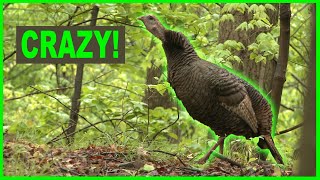 Crazy!!! | RARE VIDEO of a GOBBLING HEN Turkey