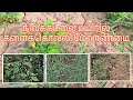நிலக்கடலையில் களைக்கொல்லி மேலாண்மை| ᴩʀᴇ ᴇᴍᴇʀɢᴇɴᴄᴇ &amp; ᴩᴏꜱᴛ ᴇᴍᴇʀɢᴇɴᴄᴇ ʜᴇʀʙɪᴄɪᴅᴇ ᴍᴀɴɢᴀᴇᴍᴇɴᴛ ɪɴ ɢʀᴏᴜɴᴅɴᴜᴛ