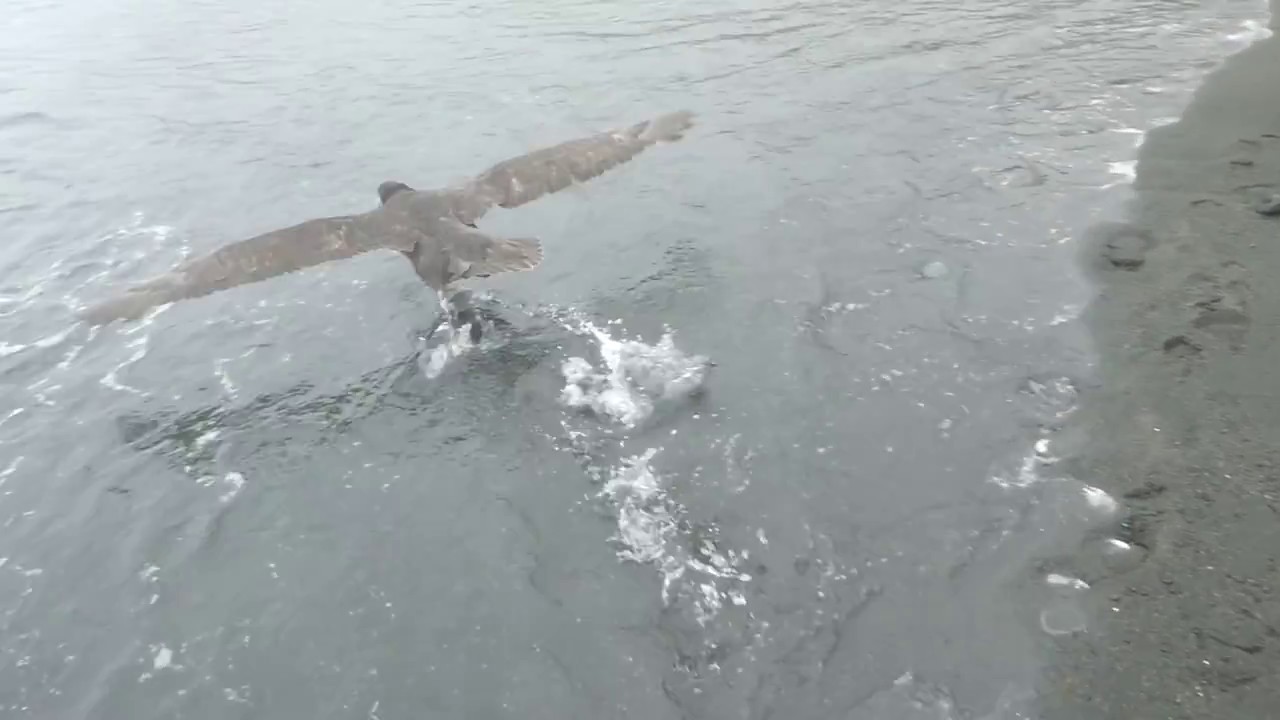 Giant Petrel Takes Off 