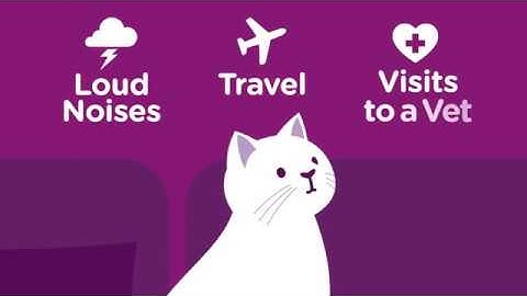 What Causes Stress in Cats? Fighting, Scratching & Spraying.