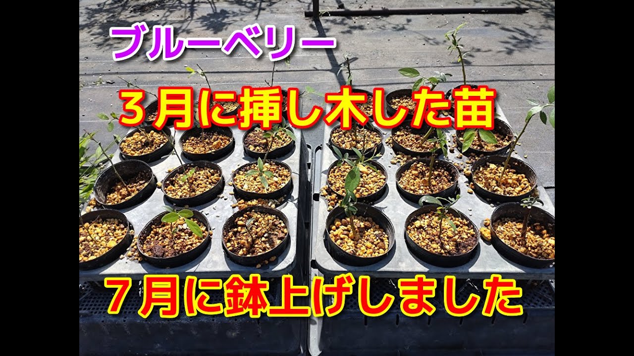 （お取引き中）ブルーベリーの木　3鉢まとめて　 hq720.jpg?sqp=-