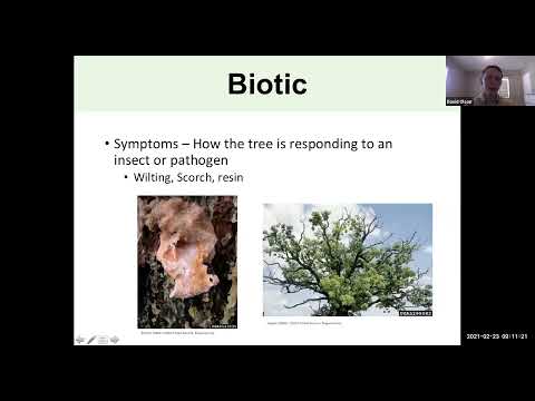 Video: Plane Tree Diseases: Treating Diseases Of London Plate Trees