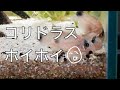 コリドラスパンダがコリタブを食べるだけの動画