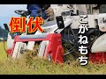 【稲刈り】こがねもち　倒伏　2020  GC333