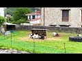 Cabras en Voto