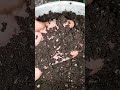 Ready To Harvest Worm Castings? Watch This!