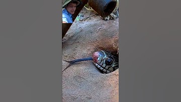 Bẫy rắn độc lạ miền Tây gặp con rắn khủng cả nhà ơi