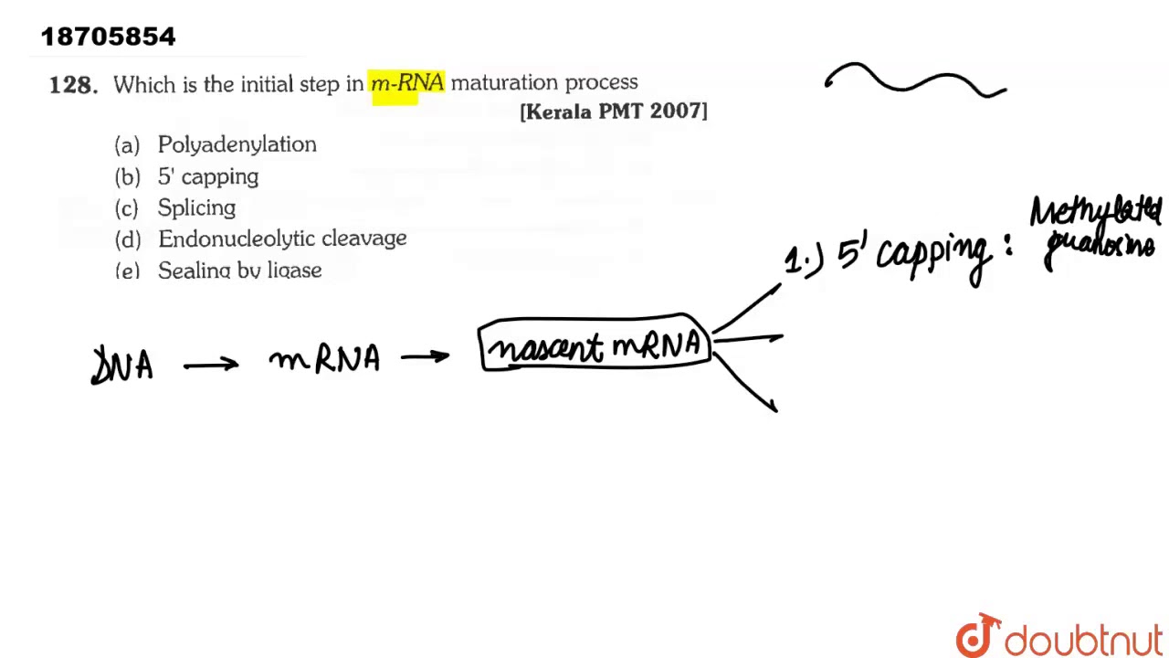 Which is the initial step in m-RNA maturation process