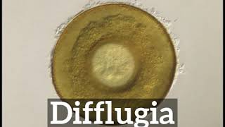 How to Say Difflugia in English | What is Difflugia | How Does Difflugia Look