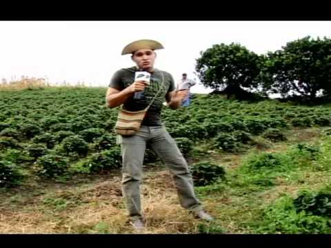 Fresas, Boquete   Chiriquí