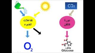 Photosynthesis - البناء الضوئي