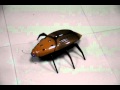 Big Bug Video