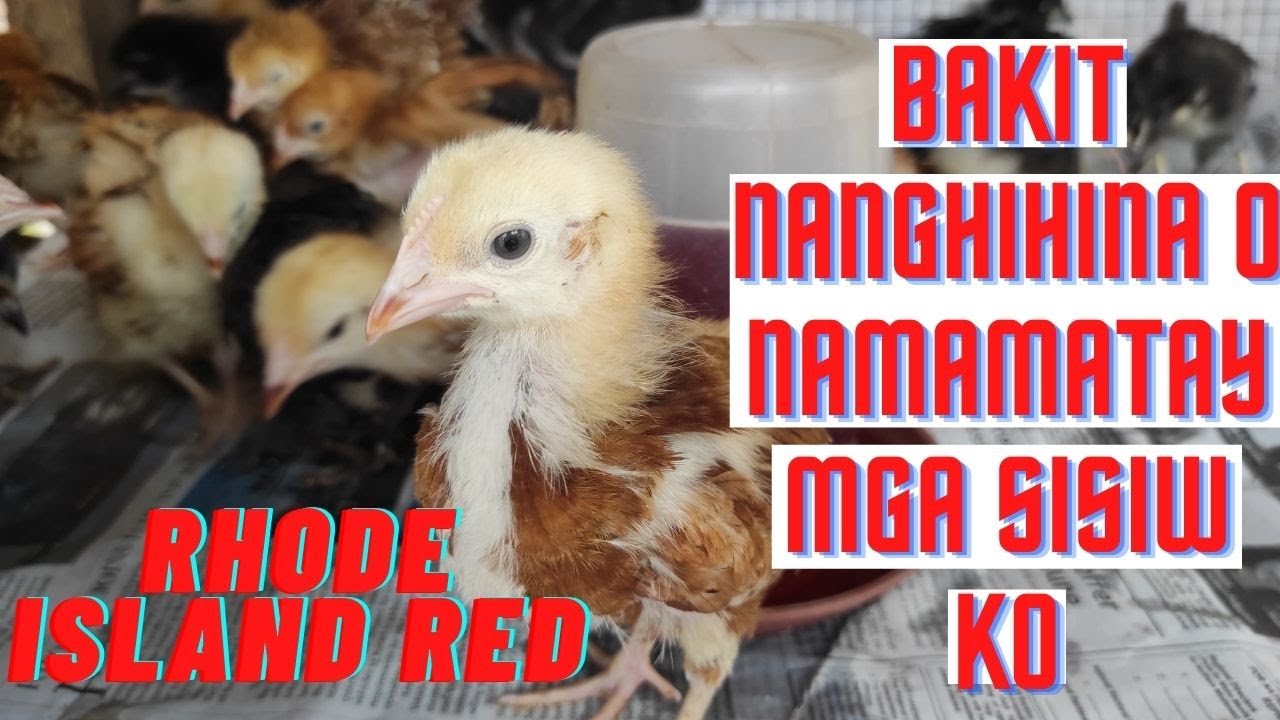 EP41# RHODE ISLAND RED/PART 2 BAKIT NANGHIHINA O NAMAMATAY MGA SISIW KO ...
