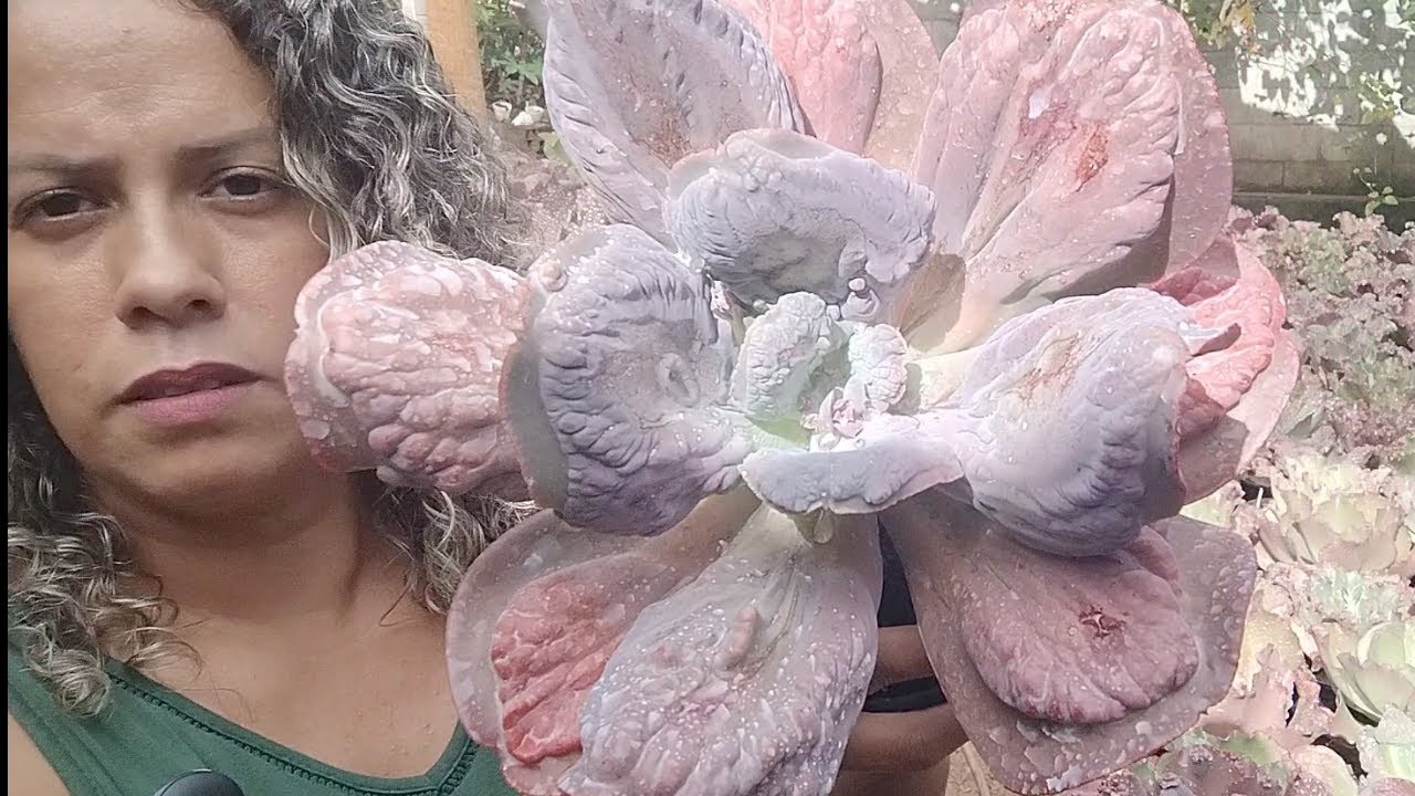 Mostrando as bonitas para vocês 😍!  Retirei muitas hastes florais!