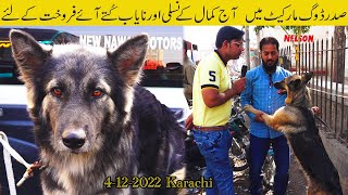 Dogs Kutta Market Saddar Karachi 4122022 | German Shepherd, Pit bull, Siberian Husky