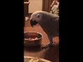 Попугай Жора  хозяйничает на кухне