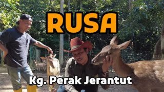 XN3031Penternakan Rusa di Kampung Perak, Jerantut Pahang