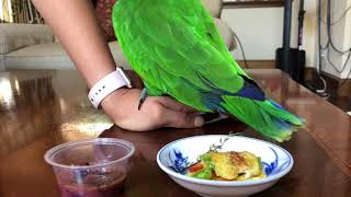 Sunday Brunch for Eclectus Parrots