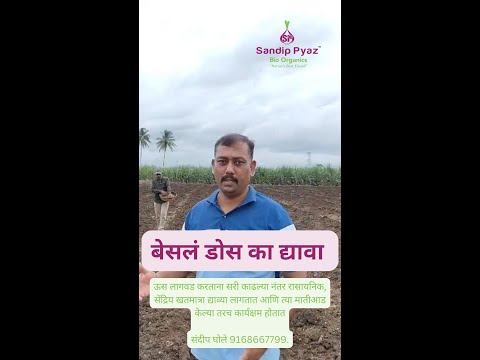 बेसलं डोस का द्यावा - video from DigitalKheti
