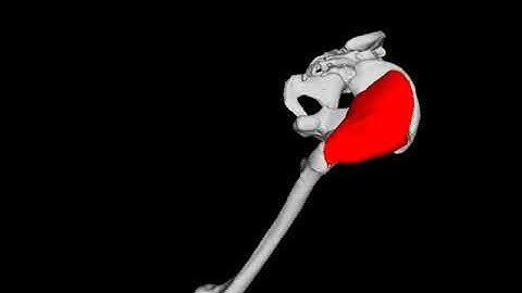 Position based dynamics