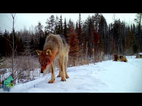 Video: Kan jy 'n rugsteunkamera op 'n bestuurstoets in Minnesota gebruik?