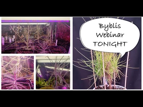 Vídeo: Perennial Corkscrew Rush: aprèn a cultivar el llevataps Juncus