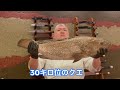 照寿司　最高の食材を堪能しました。