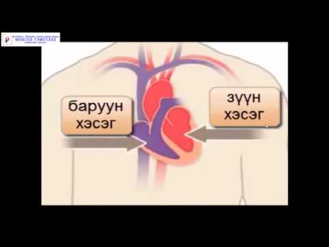 Видео: Ургийн цусны судсанд хүчилтөрөгч хаана байдаг вэ?