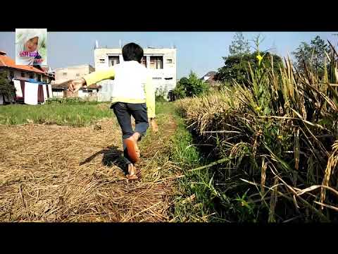 Download Suara Burung Trinil Tutul Mp3 3 7 Mb Kicau Siburung